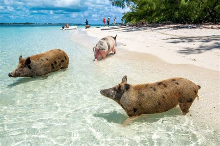 Porsha Williams Rocks Tiny Red Bikini While Playing With Pigs On The Beach — Watch