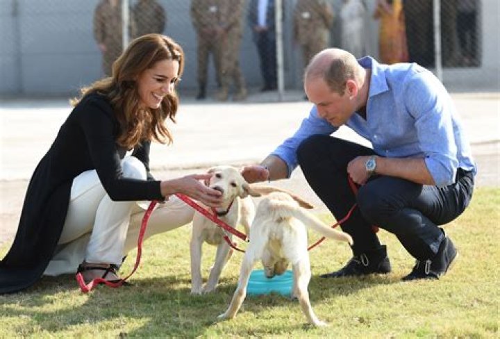 Pregnant Kate Middleton Takes Dog Lupo For A Walk In Hyde Park