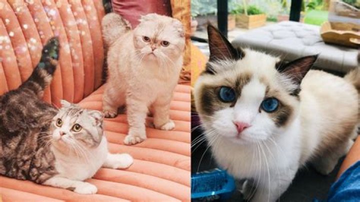 Taylor Swift’s Cat Meredith Returns In New Video – Hollywood Life