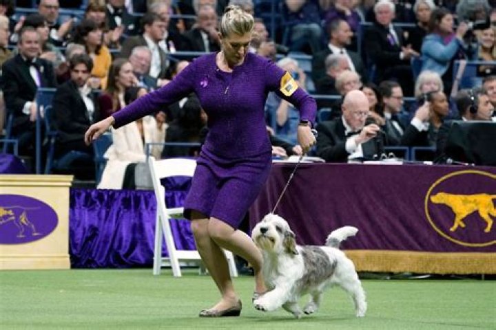 Westminster Dog Show 2016 — Pics Of The Pups